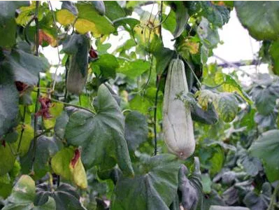 淮南日报香甜可口小酥瓜助农增收作用大